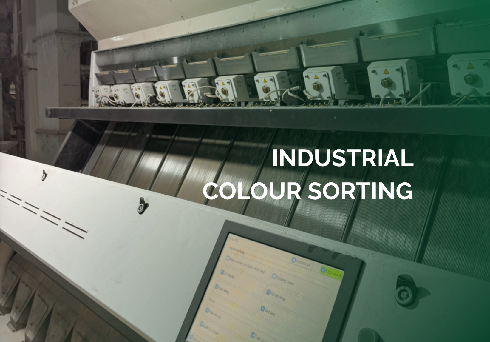 Industrial colour sorting — removing imperfect grains for export-grade white rice