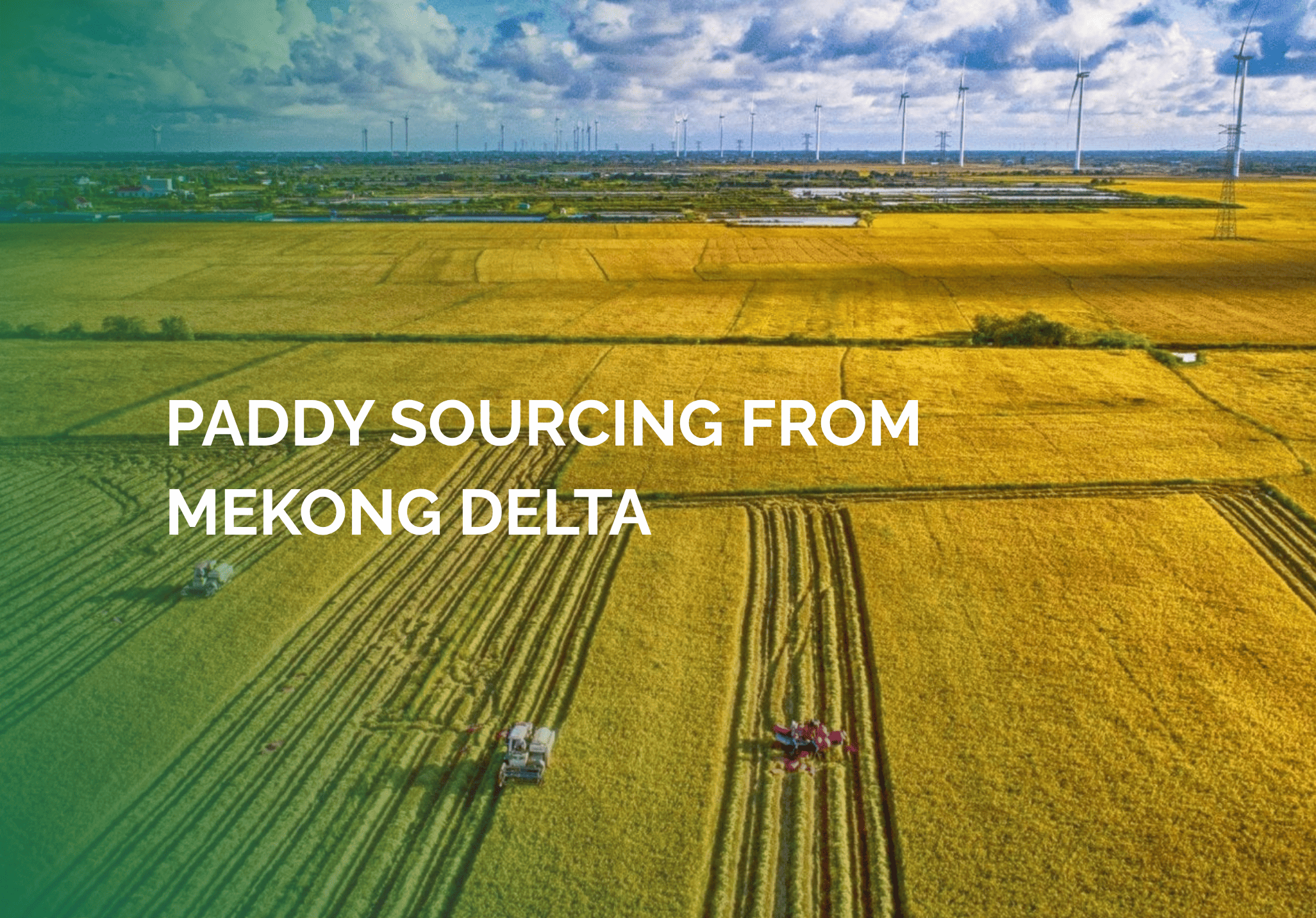 Paddy sourcing from Mekong Delta farming cooperatives — consistent quality starts here