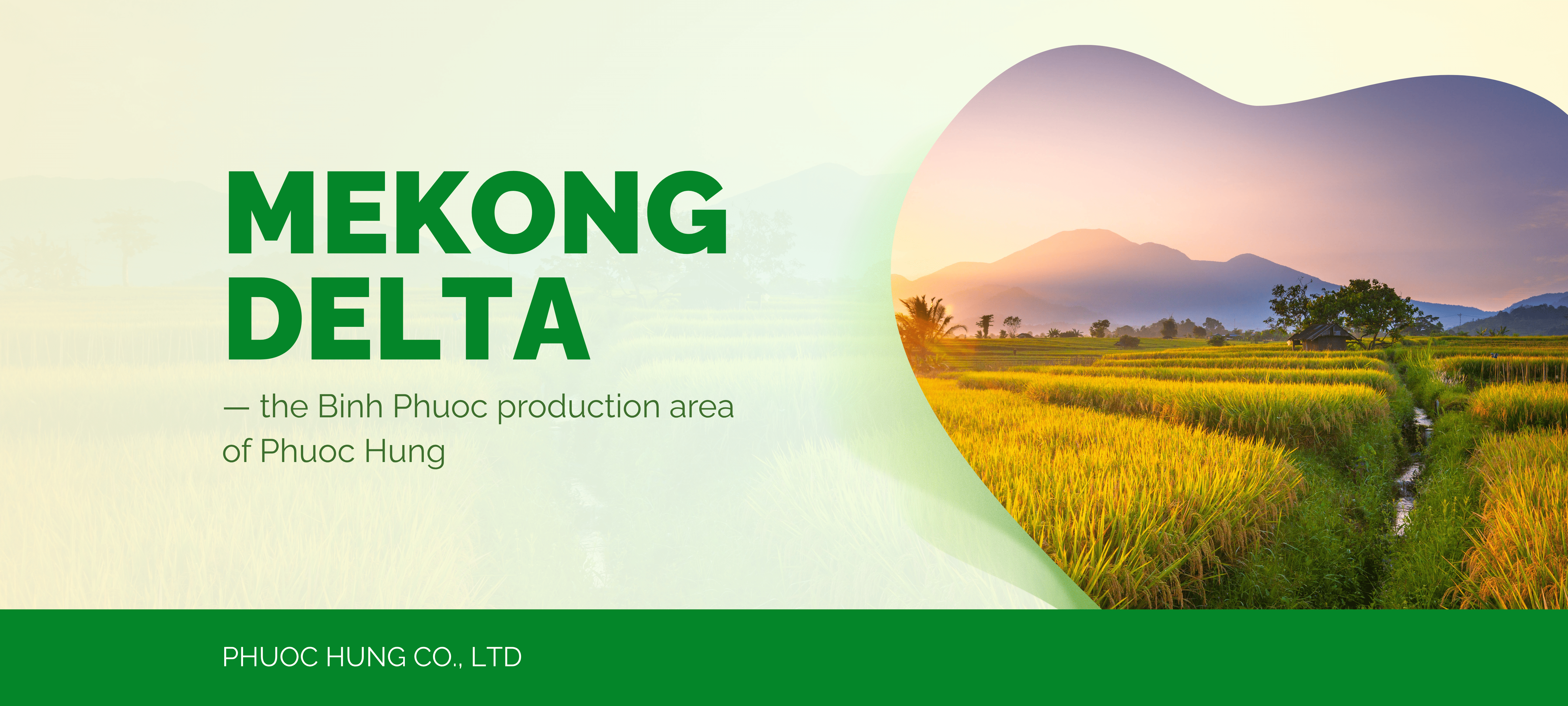 Rice fields in the Mekong Delta — the heartland of Vietnamese rice production