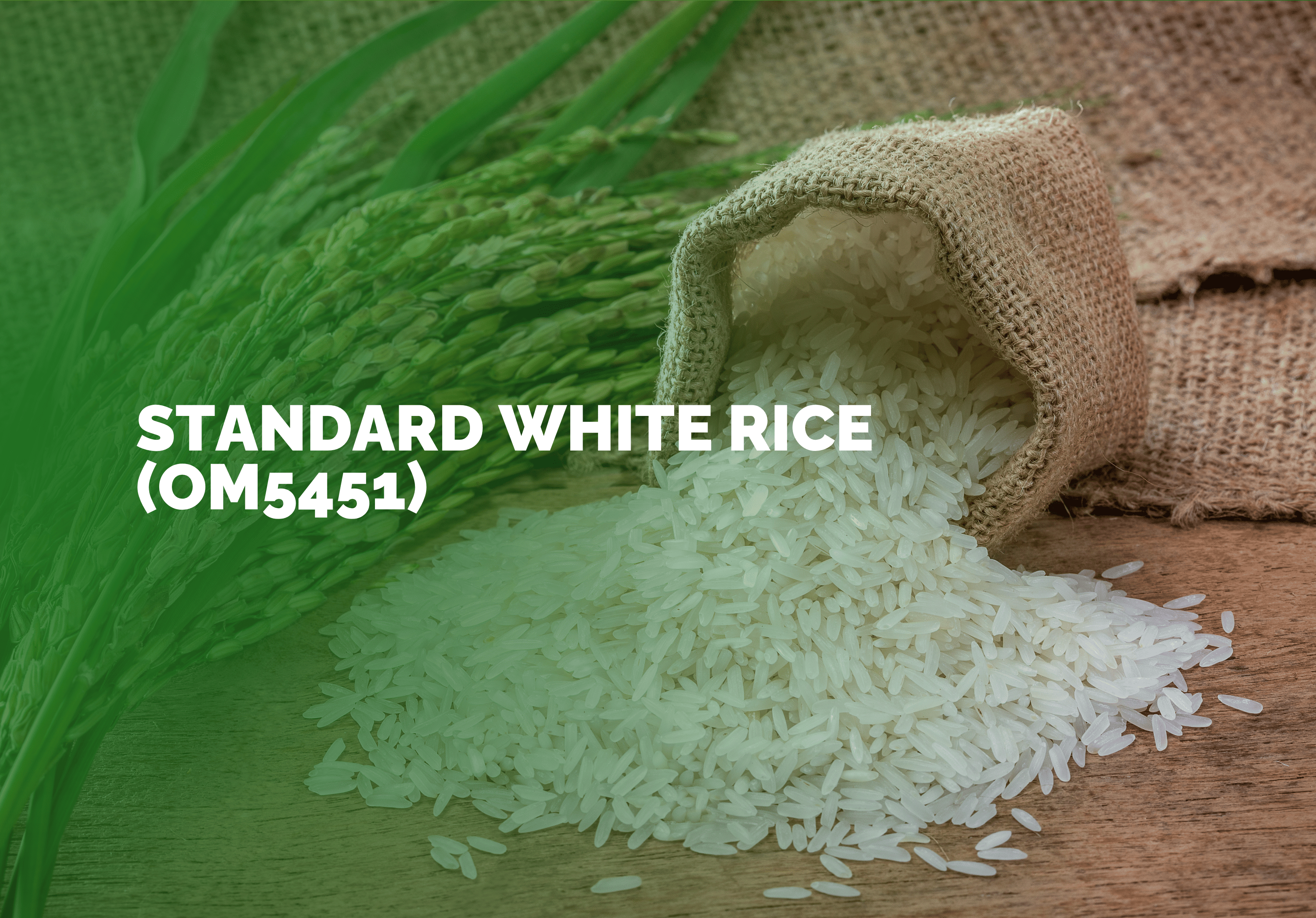 Standard white rice (OM5451) — a trusted long-grain variety for high-volume export markets